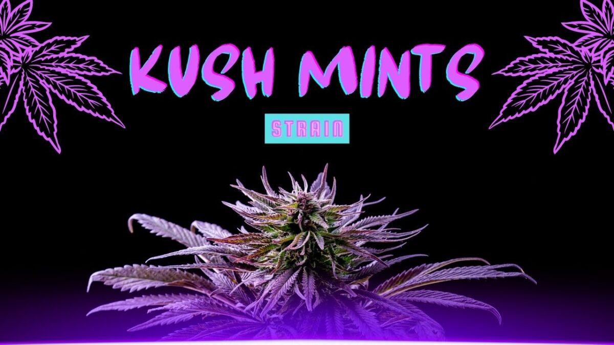 Kush Mints strain